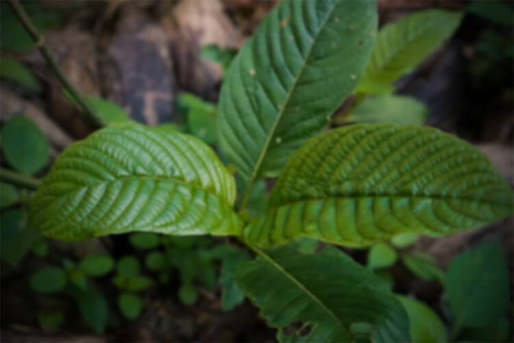 Kratom death lawsuits