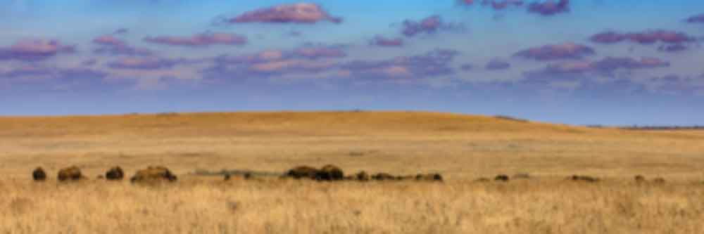 Bison on plains